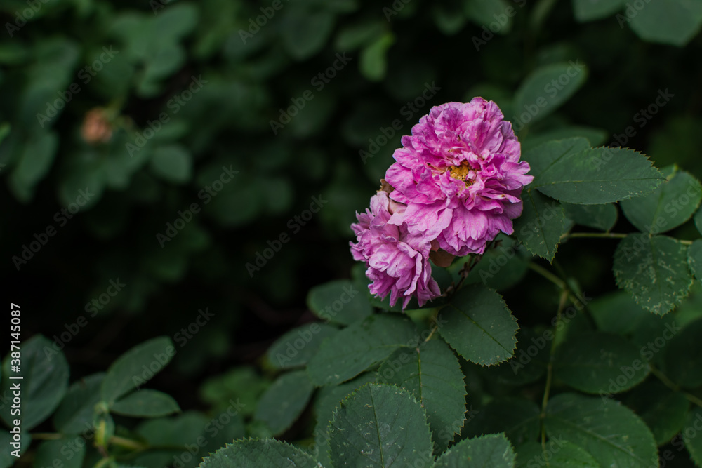 Light pink purple lush flower with petals and yellow center grows on bush with green leaves in summer garden. Light pink purple lush flower with petals and yellow center grows on bush with green leaves in summer garden.