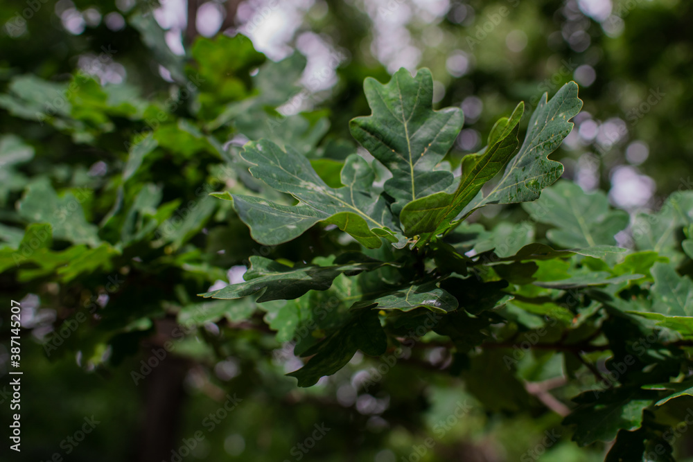 Sick oak leaves. Green wavy leaves with white spots and bloom. Affected ...