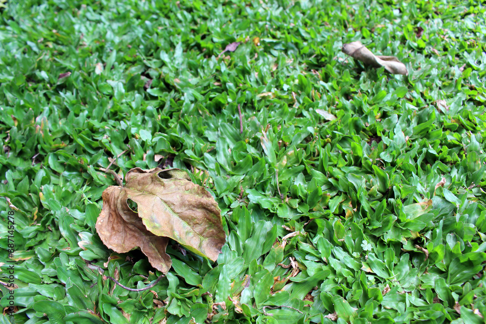 Obraz premium Green grasses and dry leaves in the garden.