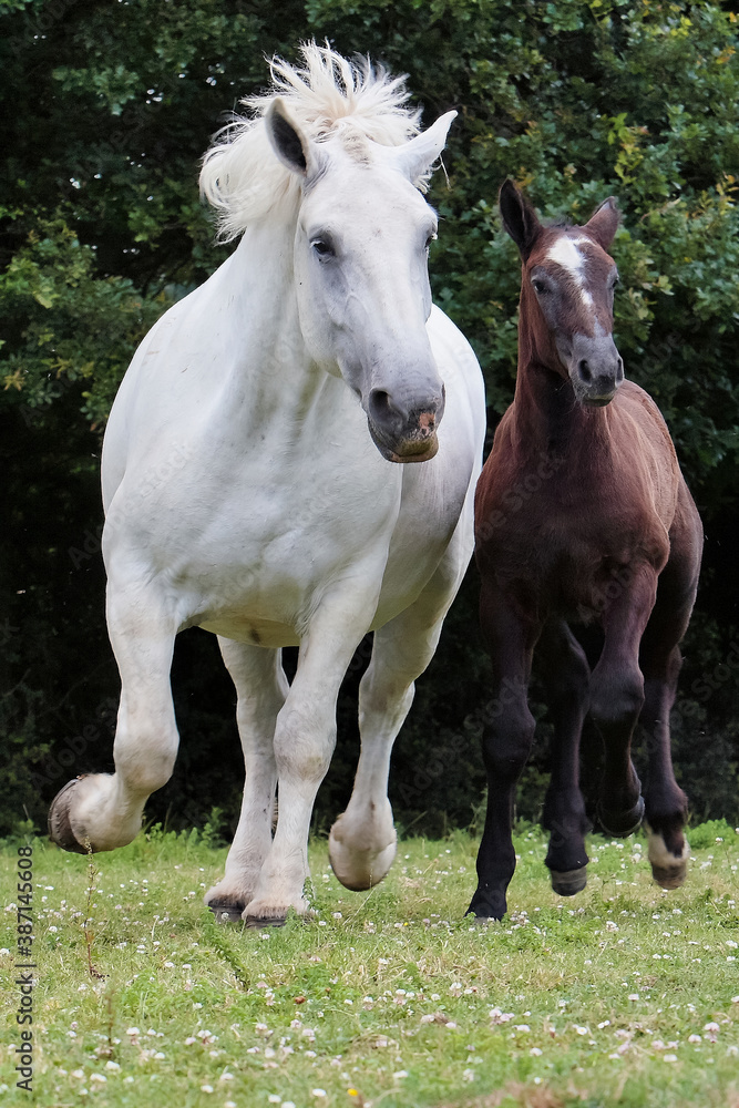 percheronne et son poulain au galop percheronne et son poulain au galop