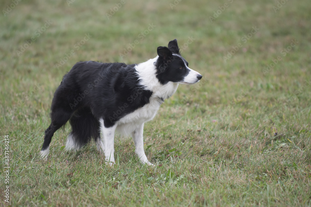 border collie standing ready