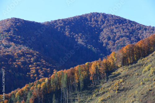 Autumn forest on mountain slope