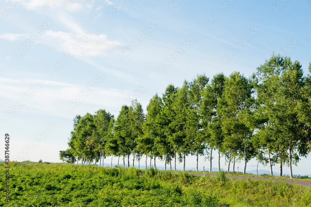 Obraz premium 針葉樹と青空