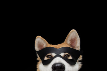 Funny close-up akita dog celebrating new year, halloween or carnivai dressed as a black hero. Isolated on black background.