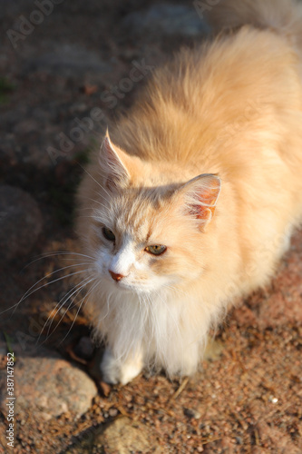 homeless ginger cat calmly basking in the sun