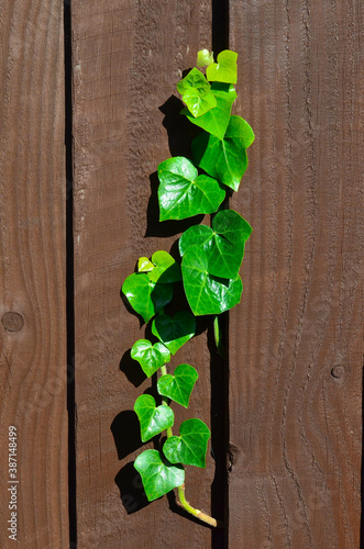 Green ivy leaves on the background of a brown wooden fence.