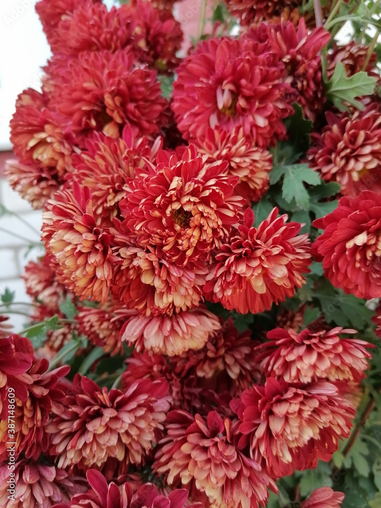 red chrysanthemum flowers red chrysanthemum flowers