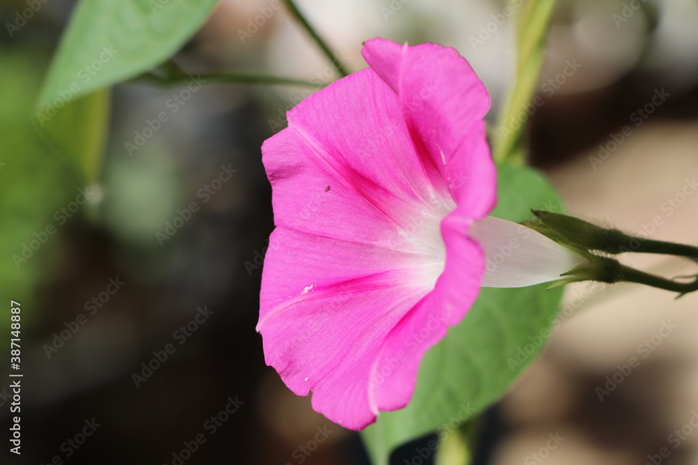 close up of pink flower