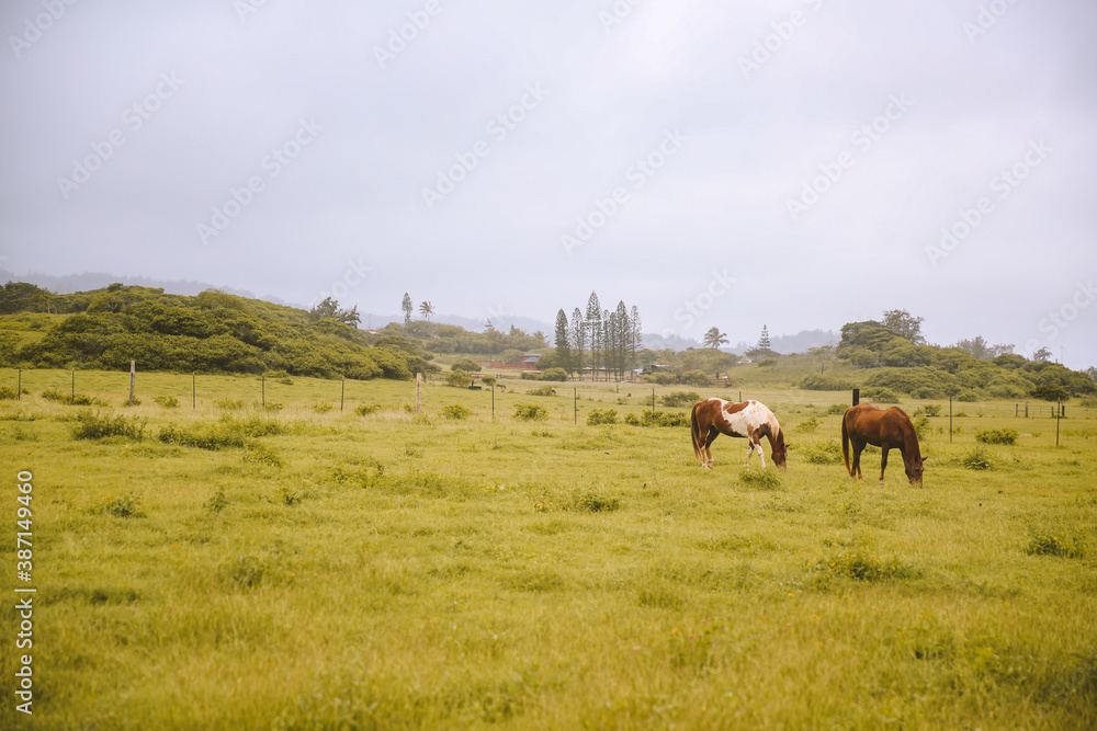 Rainy day, horses in the ranch, North Shore, Oahu, Hawaii