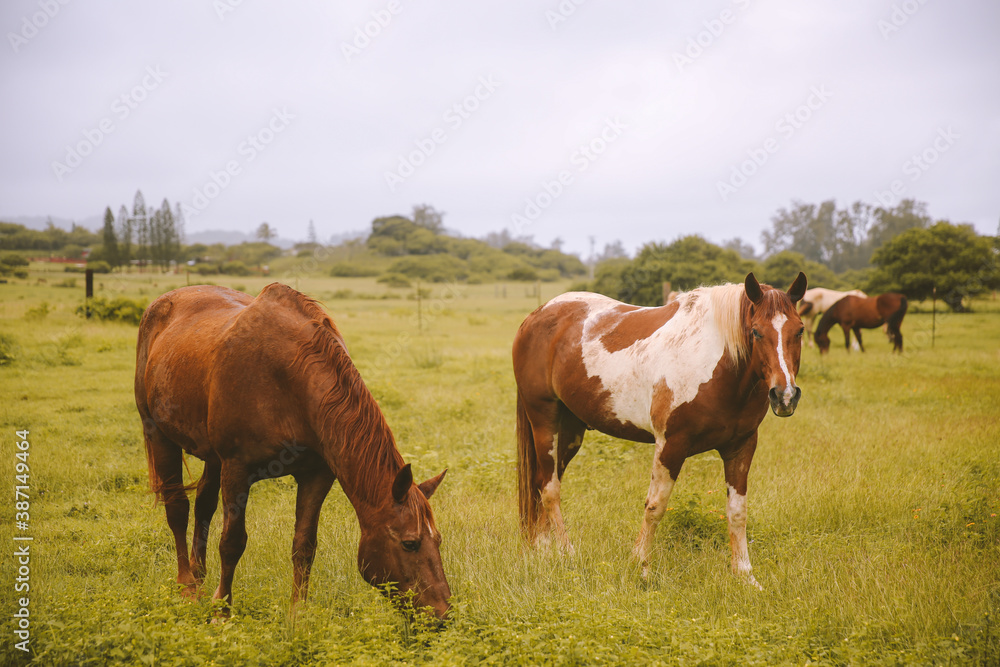 Rainy day, horses in the ranch, North Shore, Oahu, Hawaii