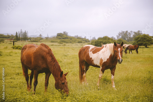 Rainy day  horses in the ranch  North Shore  Oahu  Hawaii