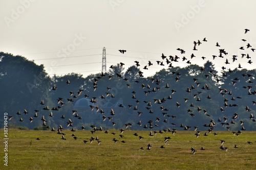 Landscape with flock of birds flying over the field, Coombe Abbey, Coventry, Eng Fototapet