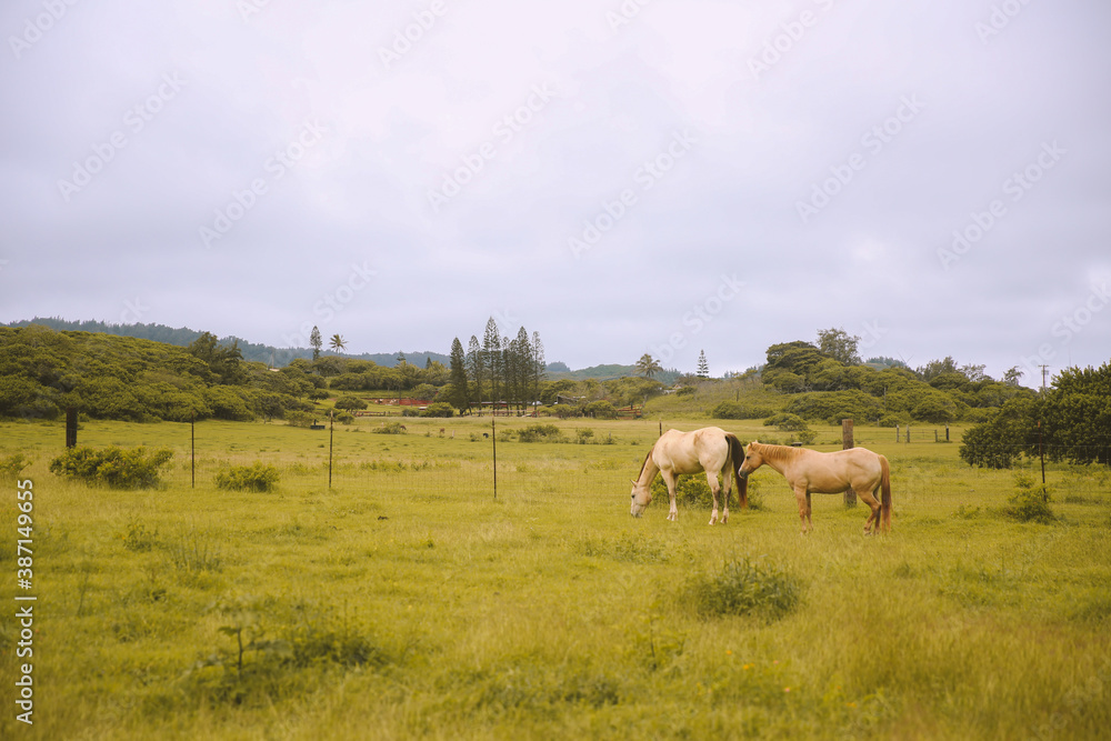 Rainy day, horses in the ranch, North Shore, Oahu, Hawaii Rainy day, horses in the ranch, North Shore, Oahu, Hawaii