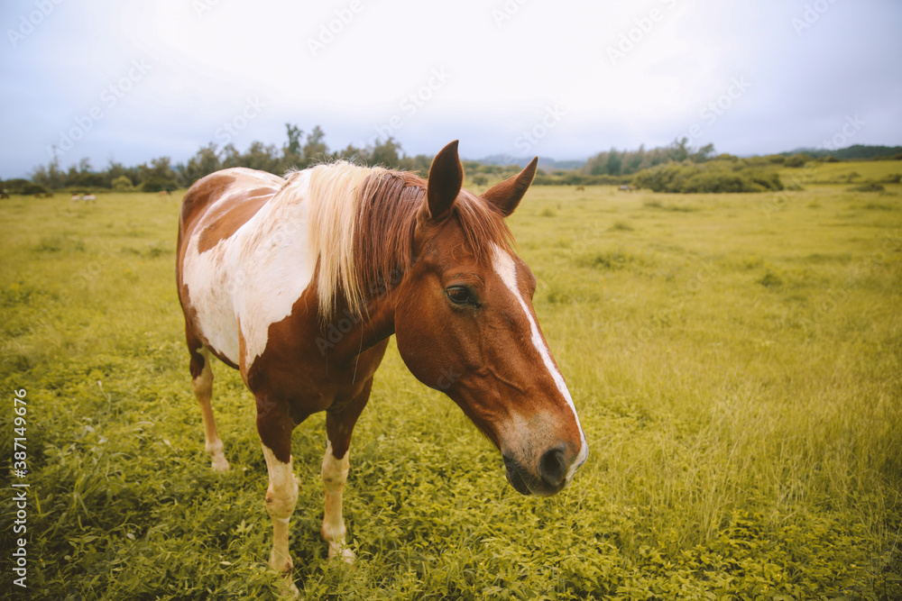 Rainy day, horses in the ranch, North Shore, Oahu, Hawaii Rainy day, horses in the ranch, North Shore, Oahu, Hawaii