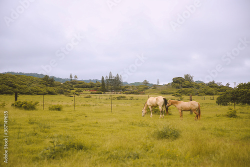 Rainy day  horses in the ranch  North Shore  Oahu  Hawaii