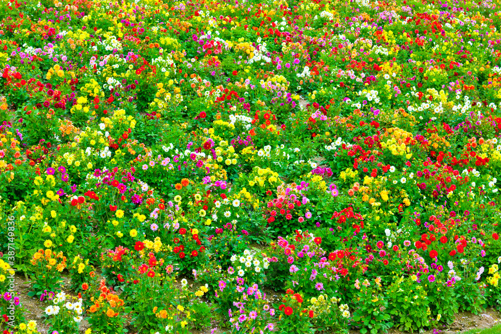 多彩な花畑