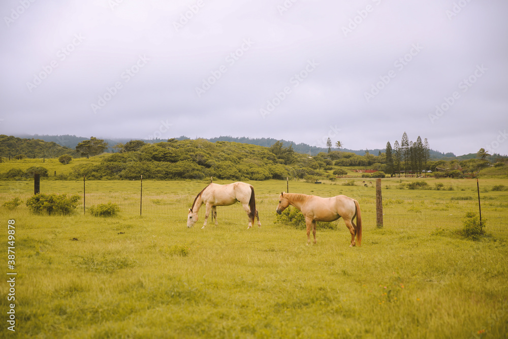 Rainy day, horses in the ranch, North Shore, Oahu, Hawaii