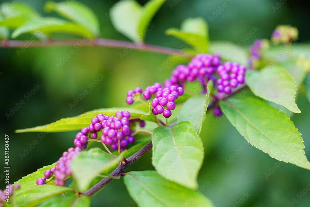 Purple berries of the Beautyberry plant (Callicarpa) in the fall Purple berries of the Beautyberry plant (Callicarpa) in the fall