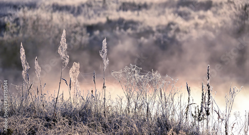 Dry flowers in cobwebs and frost on the shore of a misty lake.