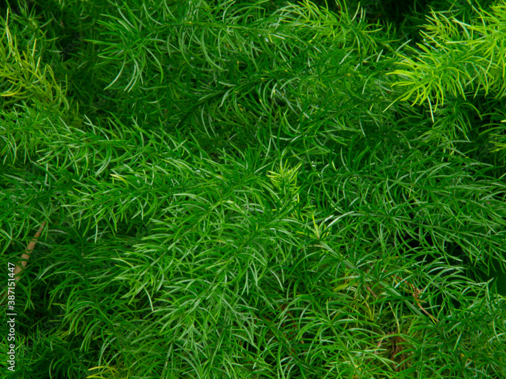Close-up green leave texture background. fern green background. Close-up green leave texture background. fern green background.