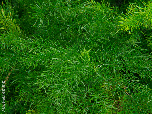 Close-up green leave texture background. fern green background.