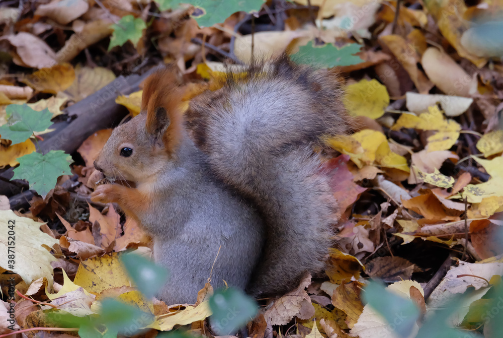 A squirrel in the forest in autumn among the fallen leaves eats a nut, selective focus, horizontal photo. A squirrel in the forest in autumn among the fallen leaves eats a nut, selective focus, horizontal photo.