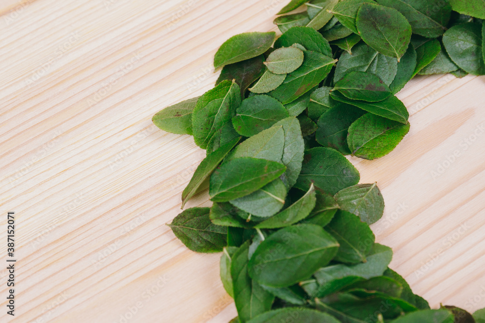 Rounded pile of green fresh leaves on a light wood background. Nature concept. Close-up. Rounded pile of green fresh leaves on a light wood background. Nature concept. Close-up.