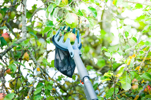 apples are harvested with a hand picker photo