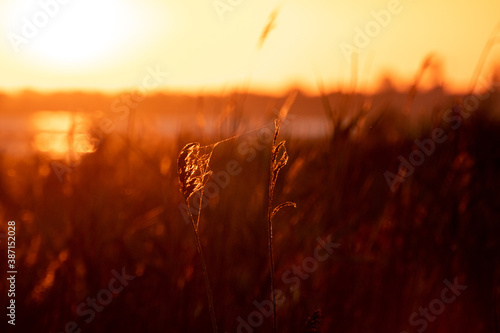 Grass with spiderweb close-up in sunrise orange