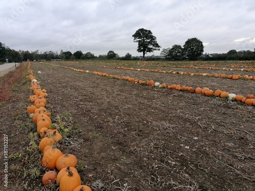 A row of big orange halloween pumpkins growing in a field
