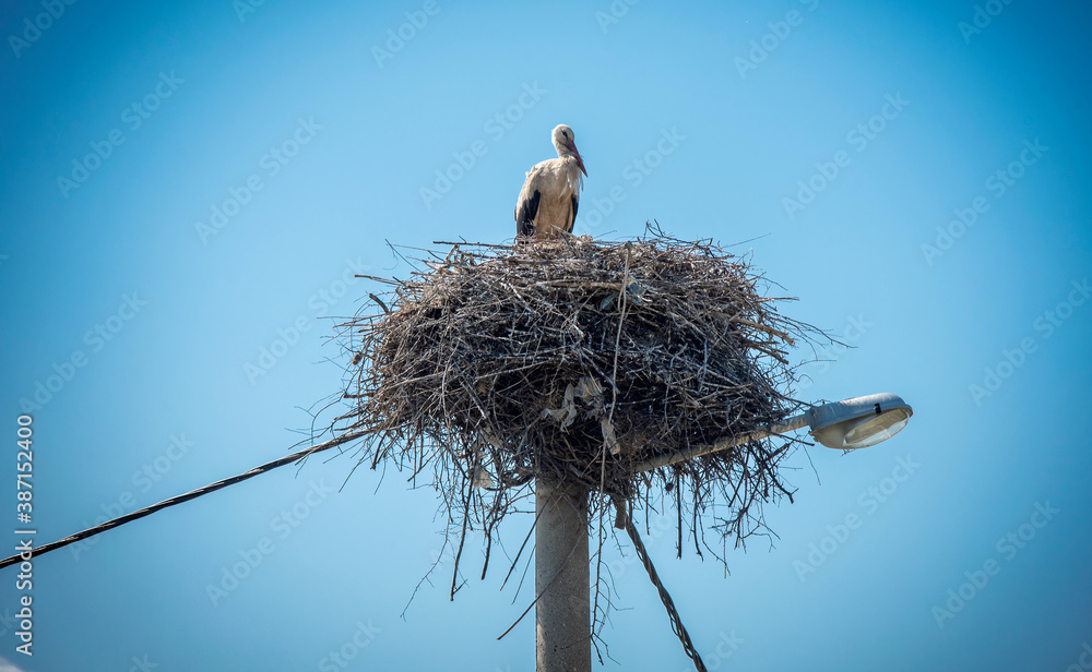 Fototapeta premium Beautiful proud white stork siting in his nest