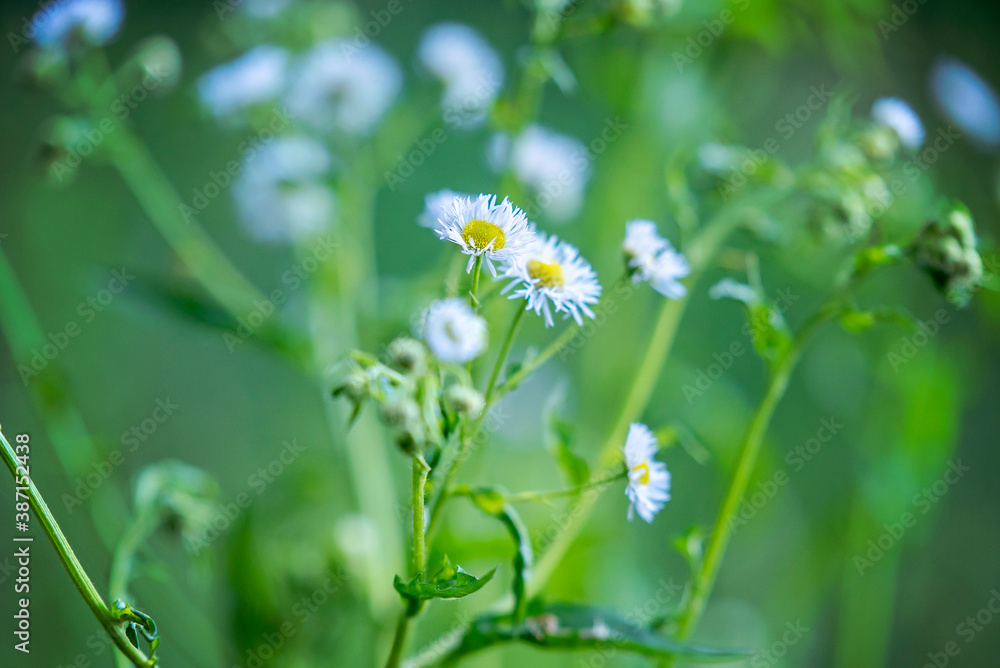 Beautiful daisy flowers in the middle of a forest Beautiful daisy flowers in the middle of a forest