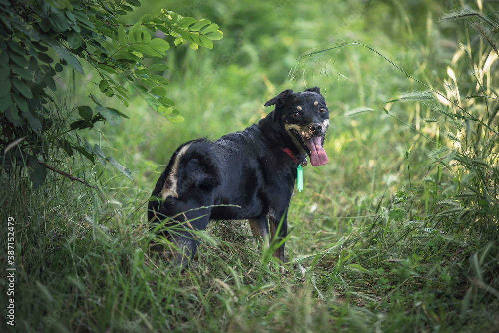 Cute little puppy dog, mixed breed, black fur, sitting in the grass