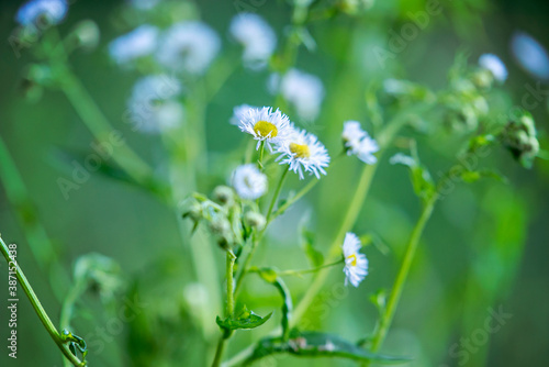 Beautiful daisy flowers in the middle of a forest