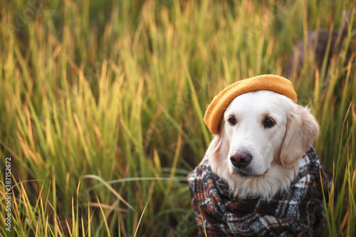 golden retriever in a scarf and hat sits in the autumn grass 