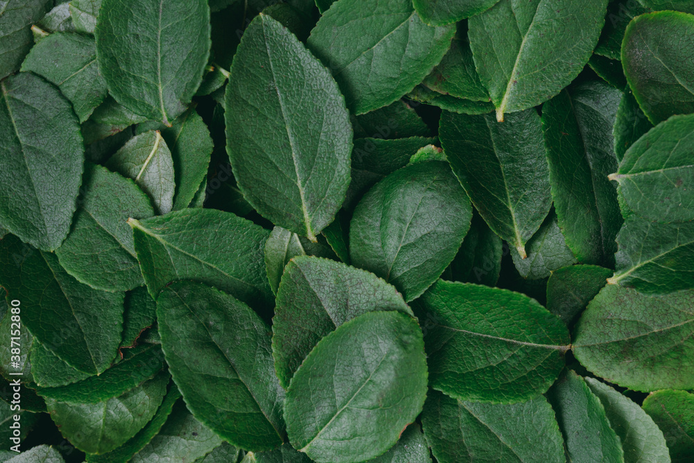 Green leaves background. Flat lay. Nature concept. Top view. Leaves pattern. Green leaves background. Flat lay. Nature concept. Top view. Leaves pattern.
