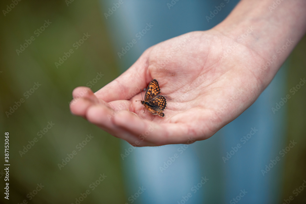 Fototapeta premium A graceful butterfly landing on the hand