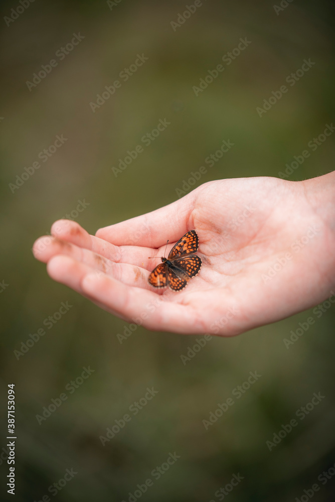 A graceful butterfly landing on the hand