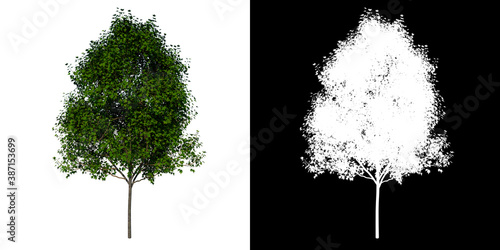 Front view tree ( Young American sweetgum storax tree 2 ) white background alpha png 3D Rendering 3D Ilustracion  photo