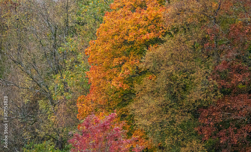 Scottish Autumn colours