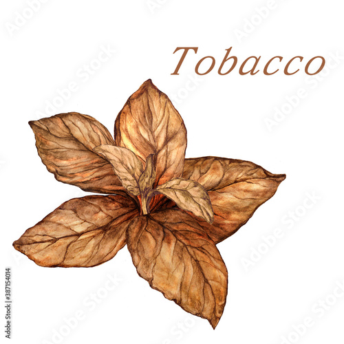 Isolated watercolor botanical illustration of tobacco plant photo