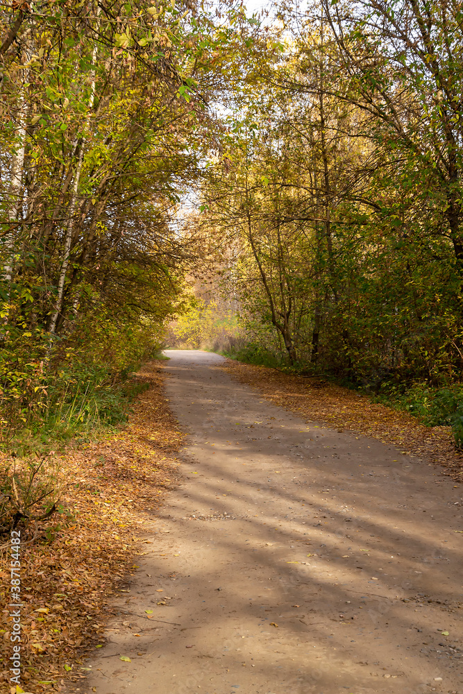 Fototapeta premium road in the forest