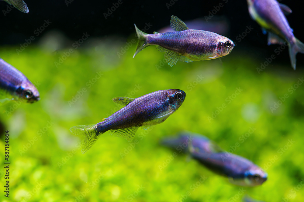 super blue emperor tetra