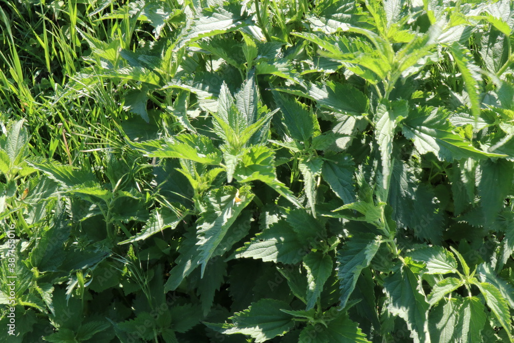 Nettle bush in the bright sun Nettle bush in the bright sun