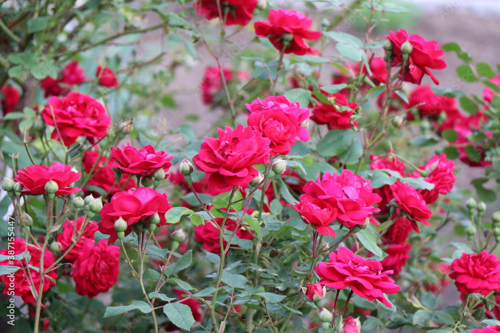 Bush of beautiful red roses