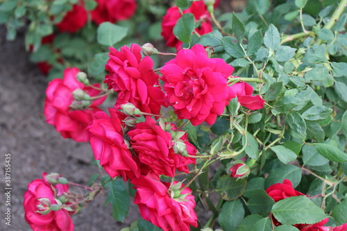 Fototapeta Naklejka Na Ścianę i Meble -  Bush of beautiful red roses