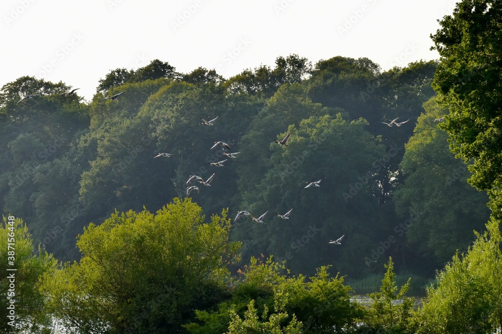 Ducks flying over the trees, Coventry, England