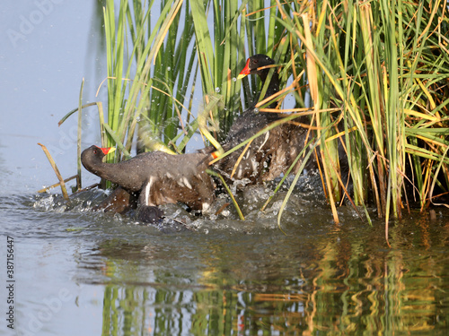 A close-up shot of a fight between two moorhen males in the water. Dynamic and unusual images