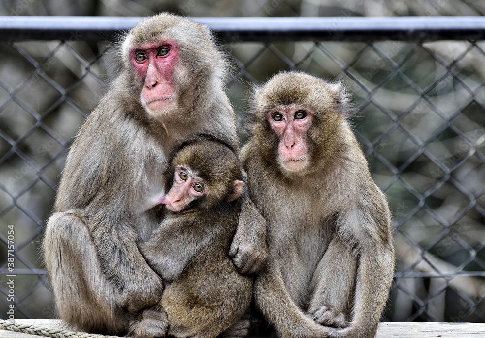 sad family of three monkeys