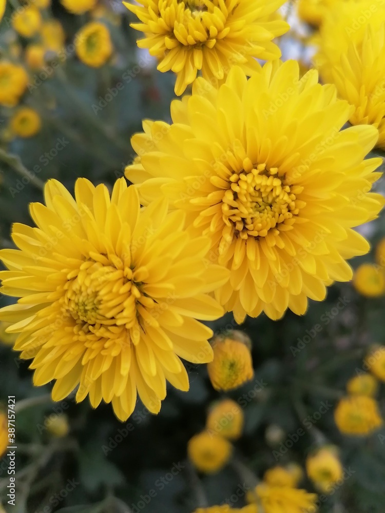 yellow flowers in the garden yellow flowers in the garden